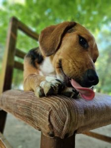staff-story-meet-jelena-dogs-1