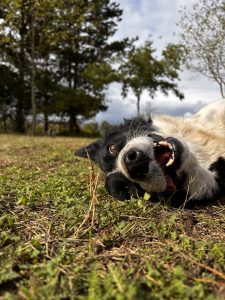 staff-story-meet-jelena-dogs-2
