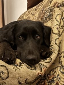 staff-story-meet-jelena-dogs-3