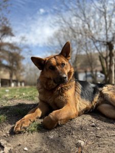 staff-story-meet-jelena-dogs-4