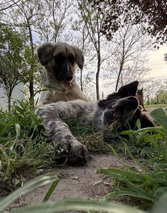 staff-story-meet-jelena-dogs-6