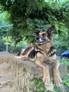 staff-story-meet-jelena-dogs-9